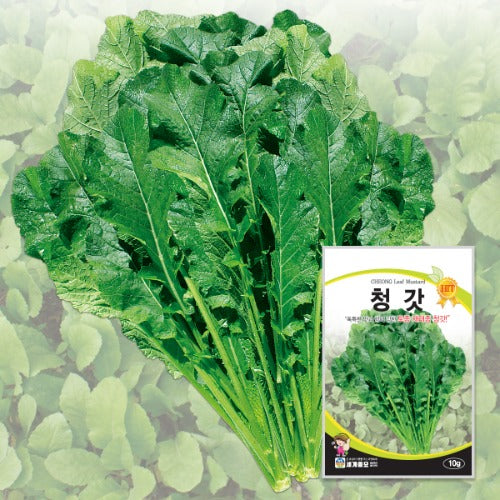 청갓 씨앗 Green mustard Seeds