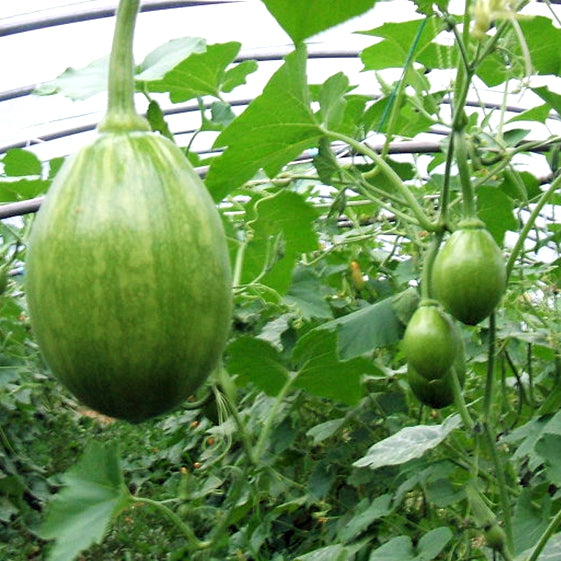 풋 호박 씨앗 Hybrid Squash Seeds