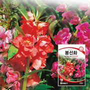 봉숭아 씨앗 봉선화 씨앗 Impatiens Balsamina