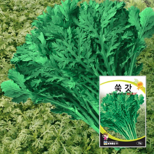 쑥갓씨앗 Garland Chrysanthemum Seeds
