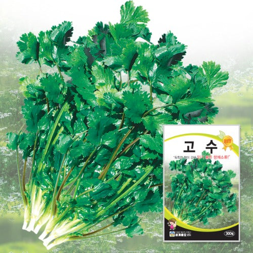 고수 실란트로 씨앗 Coriander Cilantro Seeds