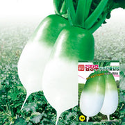 김장무 씨앗 Radish Seeds