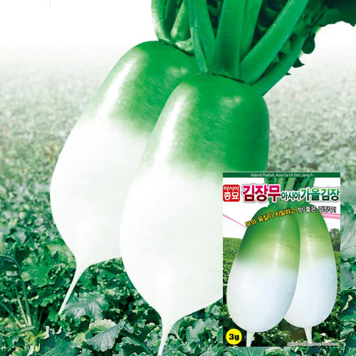 ź¹ģ„묓 ģØģ Radish Seeds