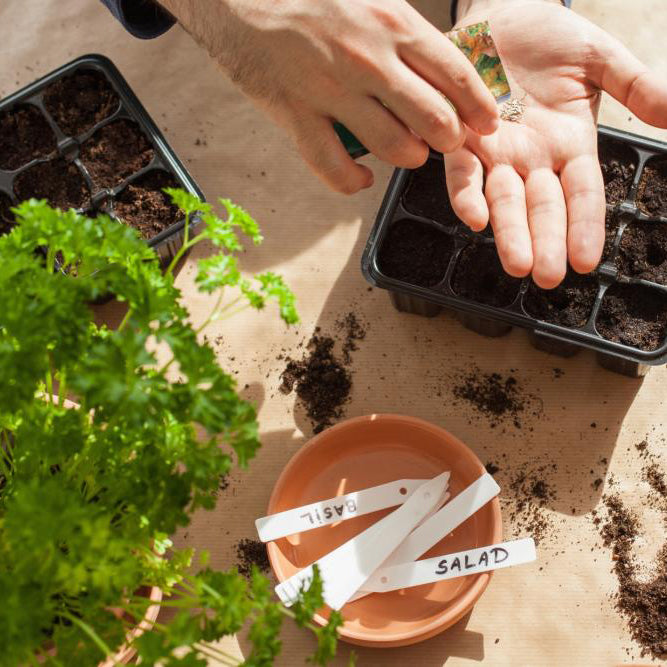 상추 적치마 씨앗 Leaf purple Lettuce Seeds