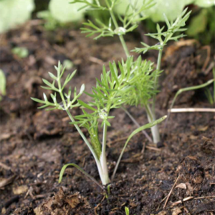 20일무 적환무 방울무 씨앗 Radish Seeds