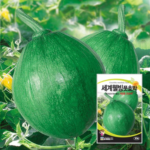 풋 호박 씨앗 Hybrid Squash Seeds