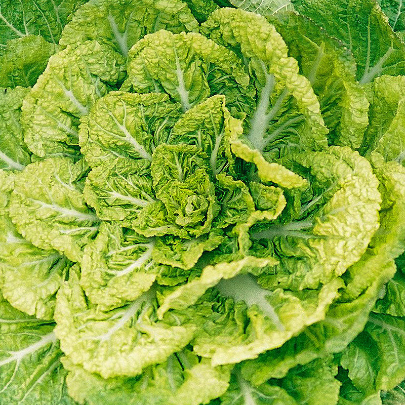 봄동 Chinese cabbage Seeds
