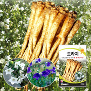 도라지 씨앗 Balloon Flower Seeds