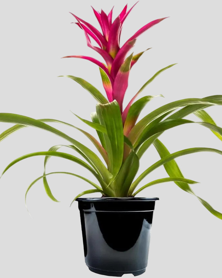 American Plant Exchange Live Bromeliad Guzmania – 6-Inch Pot – Colorful Tropical Houseplant with Bright Long-Lasting Blooms, Easy Care Indoor Plant for Desks, Kitchens, Patios & Home Décor