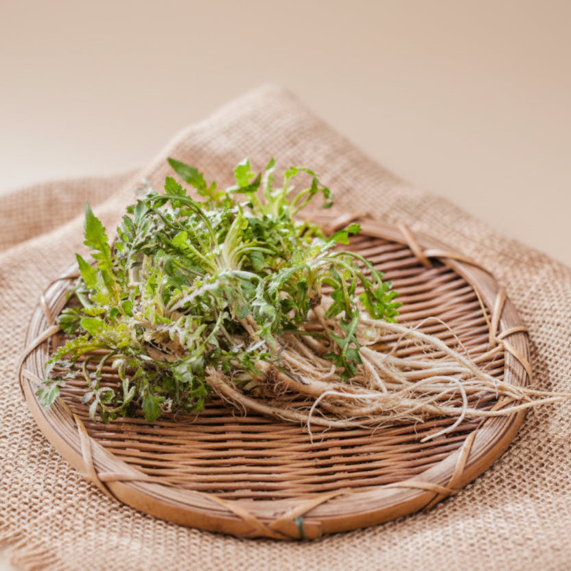 냉이나물 씨앗 Capsella Bursa-Pastoris Seeds