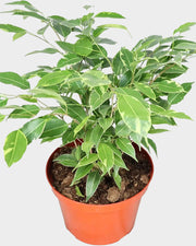 Ficus Benjamina Variegated - 8" from California Tropicals