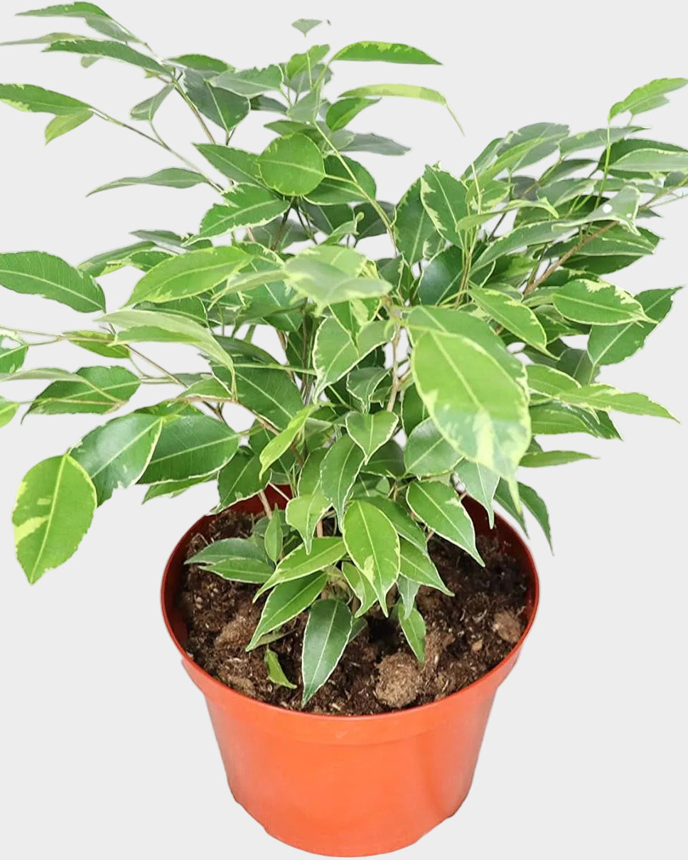 Ficus Benjamina Variegated - 8" from California Tropicals