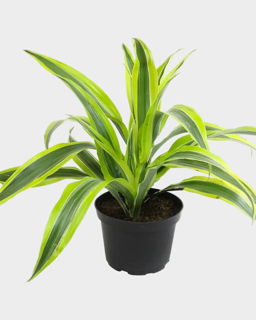 Dragon Tree Easy Plant 6 Inch Plant Pot, Real Plants for Living Room Decor, Office Plant, Low Light House Plants, House Plants Indoors Live Plants Indoor Plants Live Houseplants by Plants for Pets