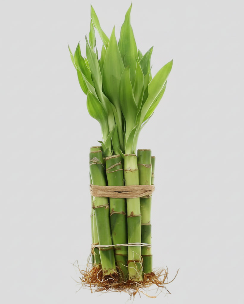 NW Wholesaler - Live Lucky Bamboo 4" Straight Stalks and Bottle of Super Green Fertilizer -, Feng Shui Plant, Indoor Lucky Plant