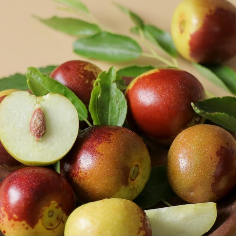 대추나무 Jujube Tree Live Plant, 9 to 14 Inches in Tall Potted Dormant in Winter