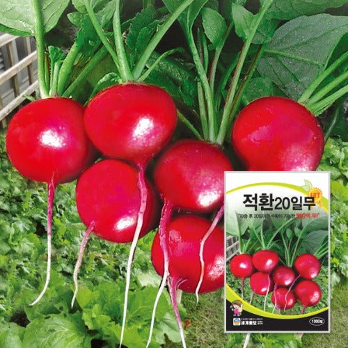 20일무 적환무 방울무 씨앗 Radish Seeds