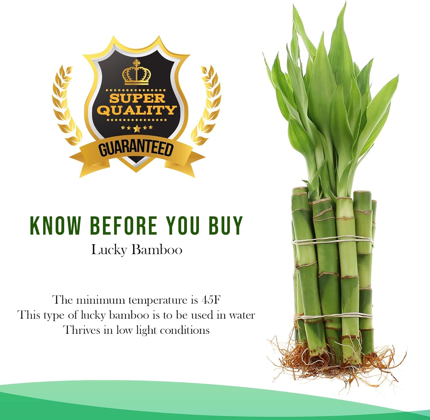 NW Wholesaler - Live Lucky Bamboo 4" Straight Stalks and Bottle of Super Green Fertilizer -, Feng Shui Plant, Indoor Lucky Plant