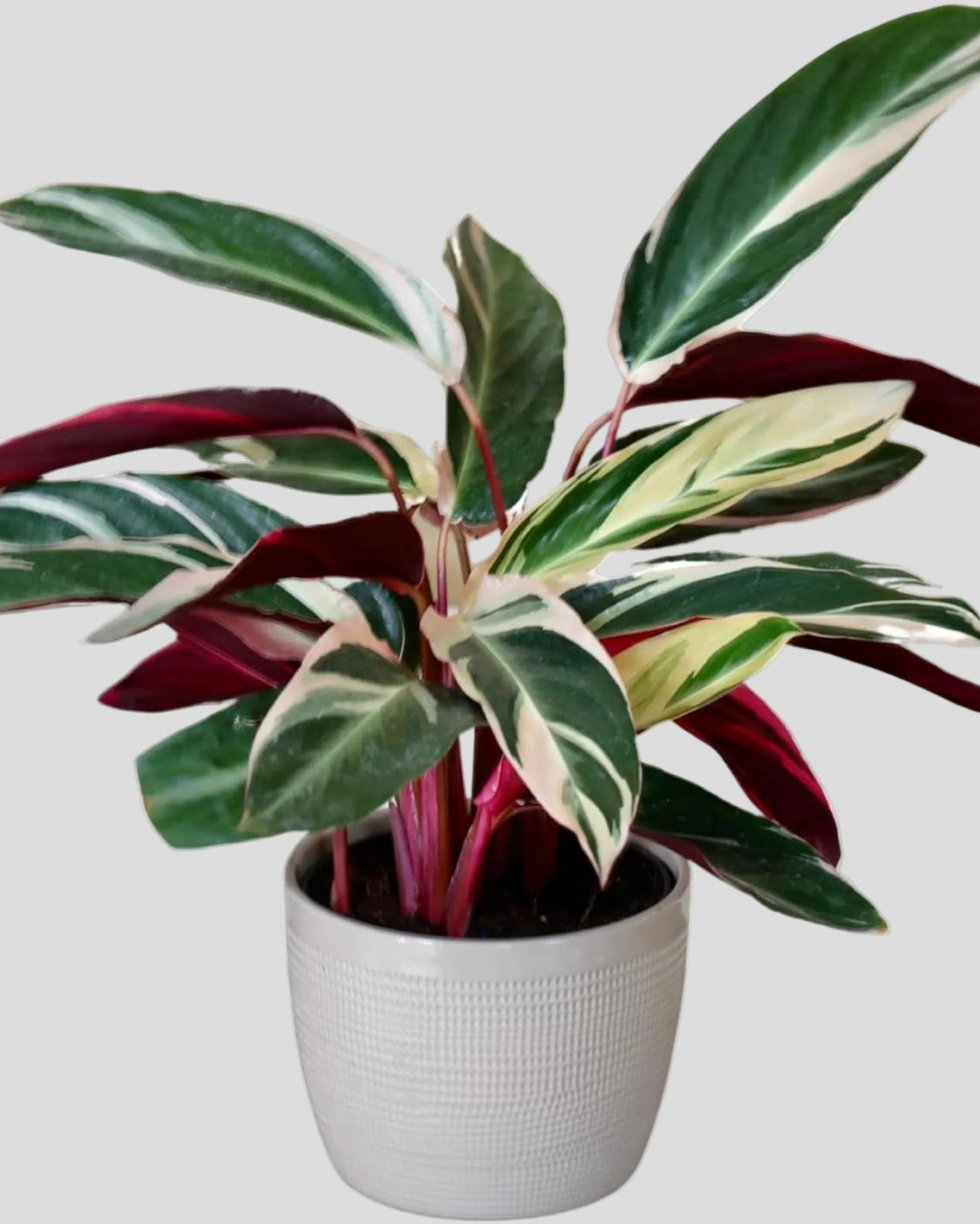 PLANTVERS Stromanthe Triostar in 4Inch Nursery Pot - Low Light Indoor Plants - Air Purifying Houseplants - Tall Sanguinea Plants - Office Plants