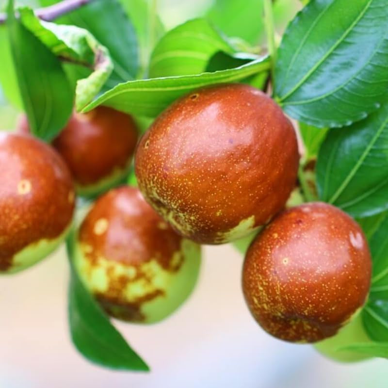 대추나무 Jujube Tree Live Plant, 9 to 14 Inches in Tall Potted Dormant in Winter