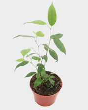 Ficus Benjamina Weeping Fig - 4'' from California Tropicals