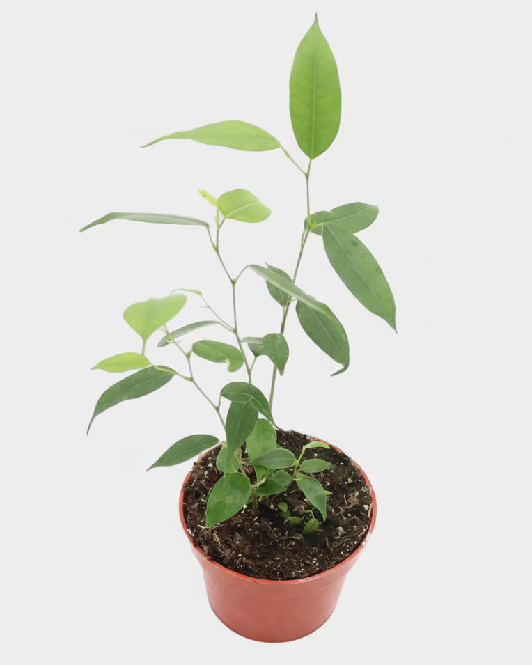 Ficus Benjamina Weeping Fig - 4'' from California Tropicals