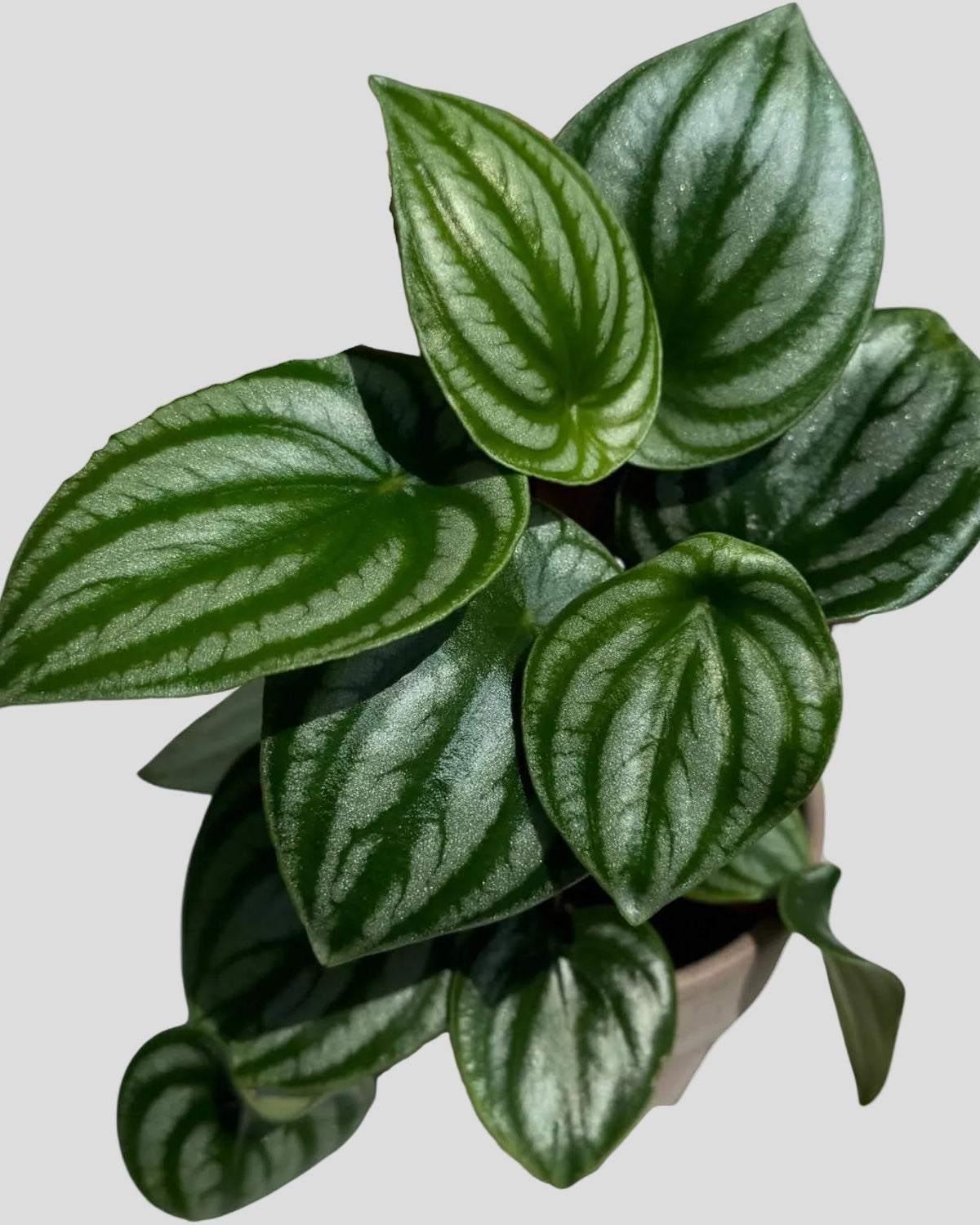 PLANTVERS Watermelon Peperomia in a 4" Grow Pot – Peperomia Argyreia – Indoor Watermelon Plant – Easy Care Air Purifying Houseplant – Low Maintenance Indoor Plant