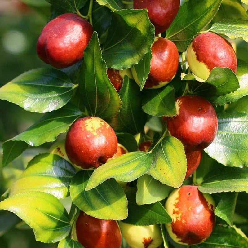 대추나무 Jujube Tree Live Plant, 9 to 14 Inches in Tall Potted Dormant in Winter
