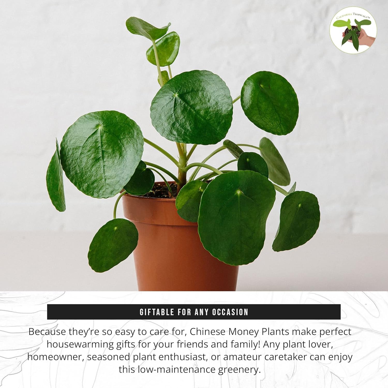 California Tropicals Rare Chinese Money Plant (Pilea Peperomioides) - Live House Plant, 4 Inch Pot for Easy Care, Perfect for Office, Home & Feng Shui Decor, Real Plants for Gardening