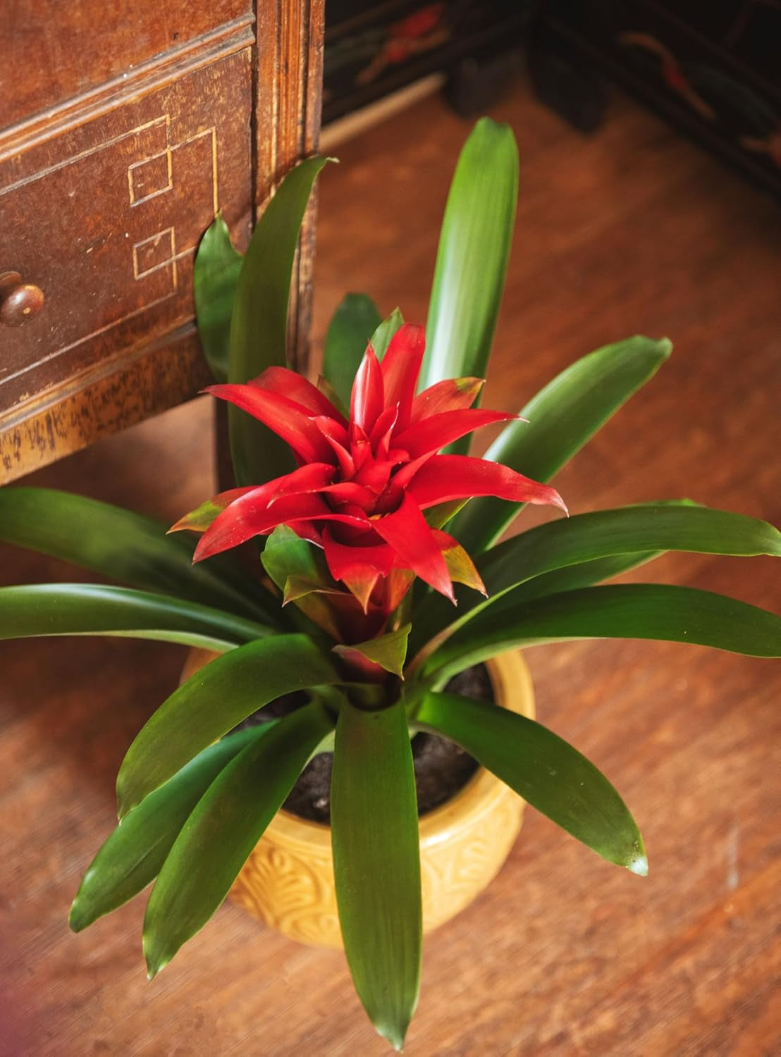American Plant Exchange Live Bromeliad Guzmania – 6-Inch Pot – Colorful Tropical Houseplant with Bright Long-Lasting Blooms, Easy Care Indoor Plant for Desks, Kitchens, Patios & Home Décor