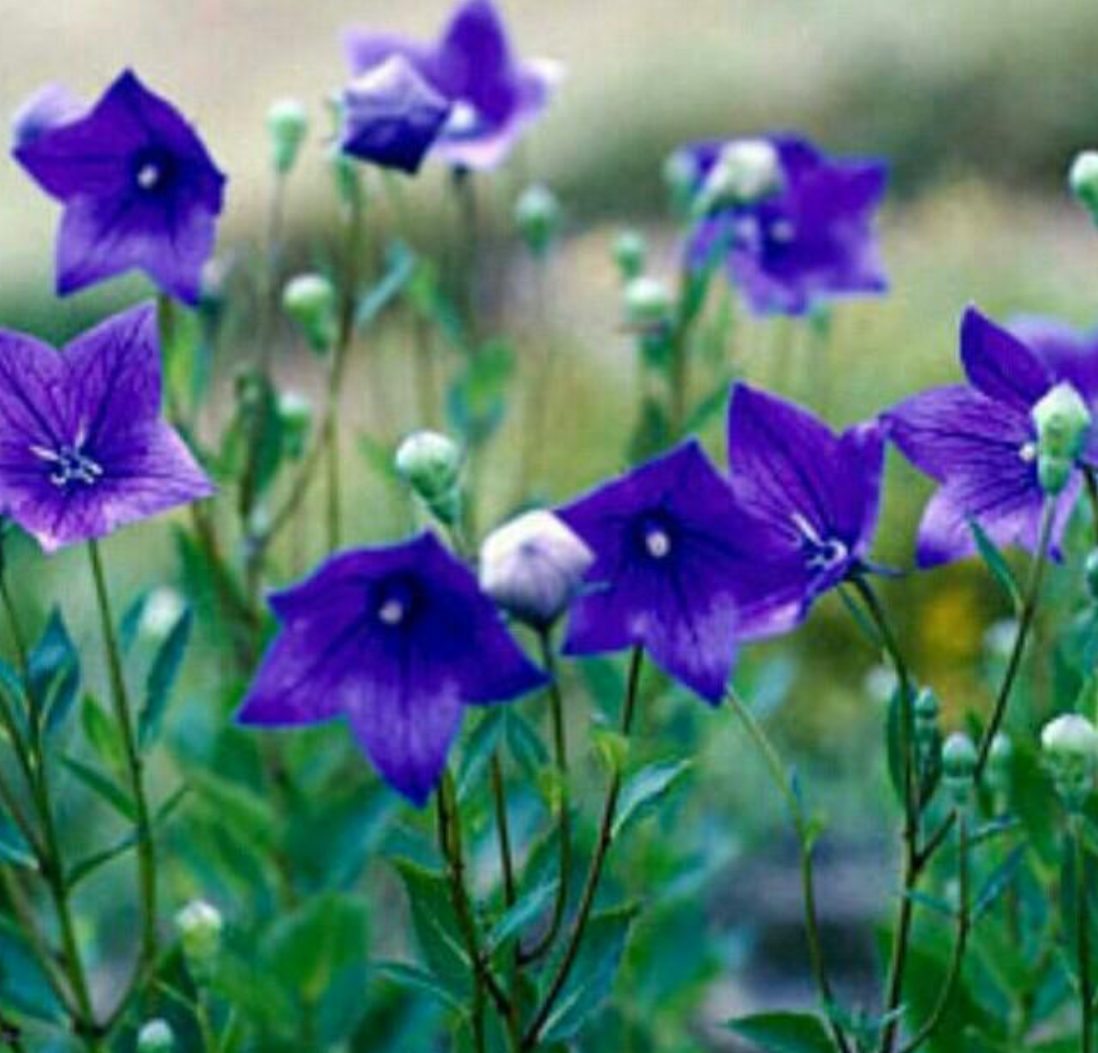 도라지 씨앗 Balloon Flower Seeds