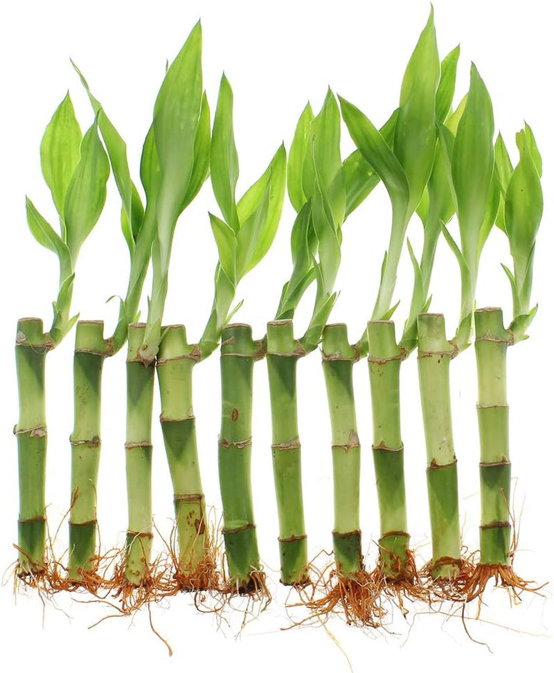 NW Wholesaler - Live Lucky Bamboo 4" Straight Stalks and Bottle of Super Green Fertilizer -, Feng Shui Plant, Indoor Lucky Plant