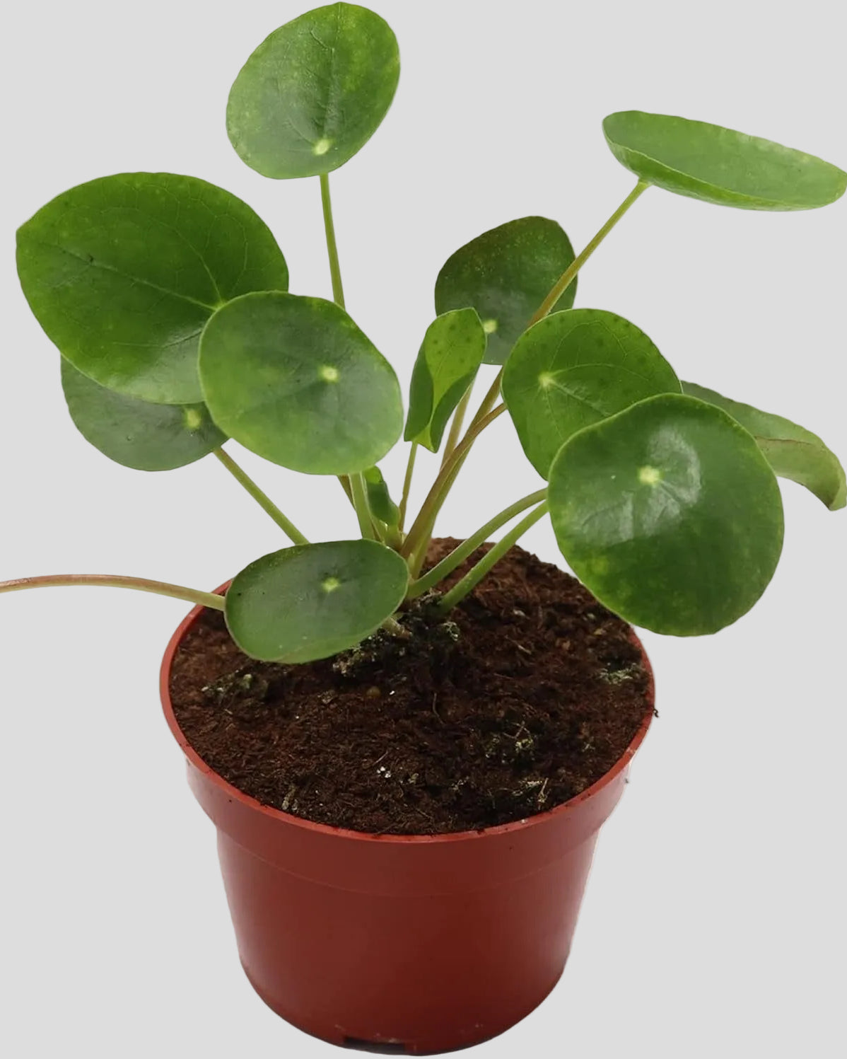 California Tropicals Rare Chinese Money Plant (Pilea Peperomioides) - Live House Plant, 4 Inch Pot for Easy Care, Perfect for Office, Home & Feng Shui Decor, Real Plants for Gardening