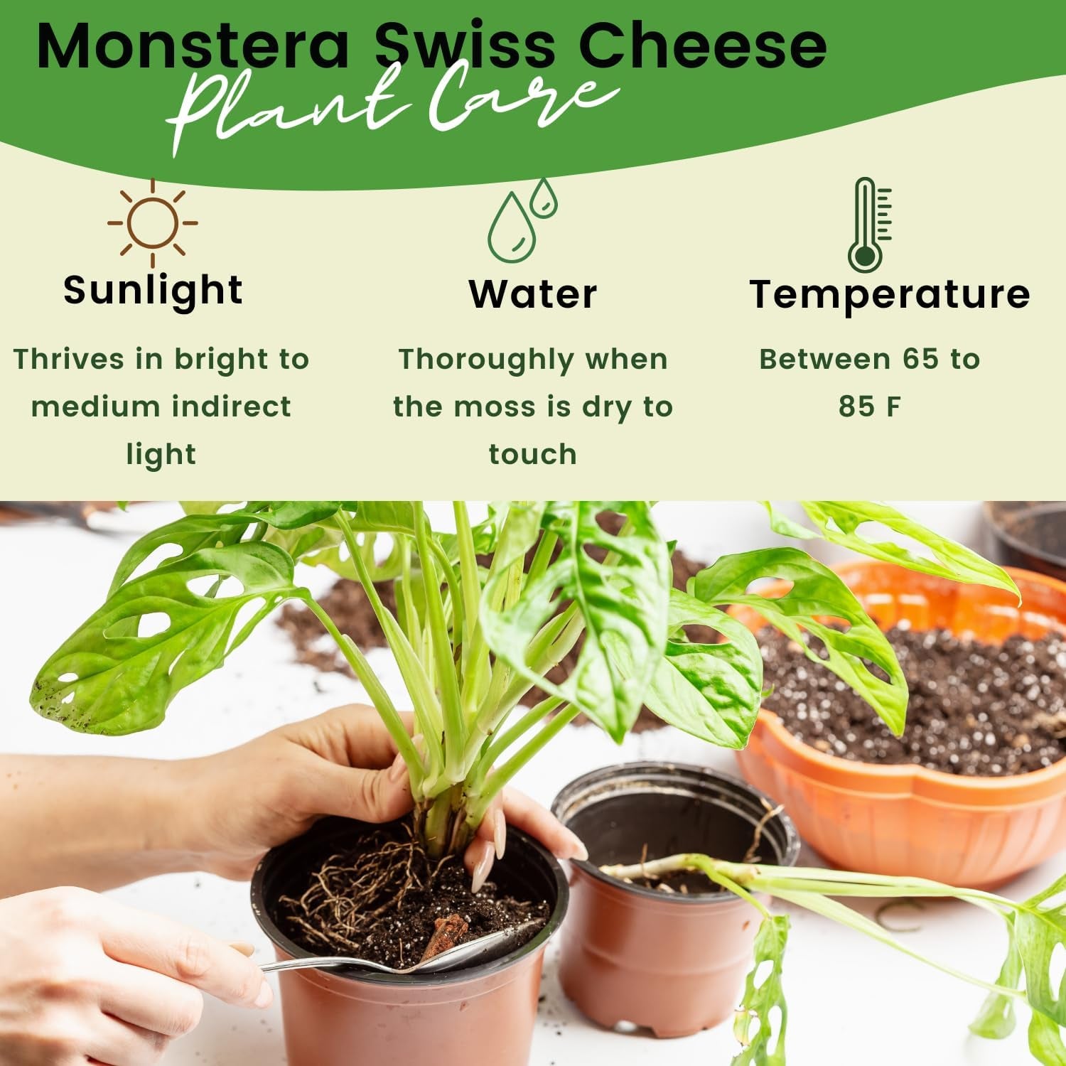Monstera Adansonii Swiss Cheese Plant Live in 4Inch Pot - Split Leaf Fenestrated Live Indoor Houseplants for Home Office Wedding Decorations & Birthday Gift 