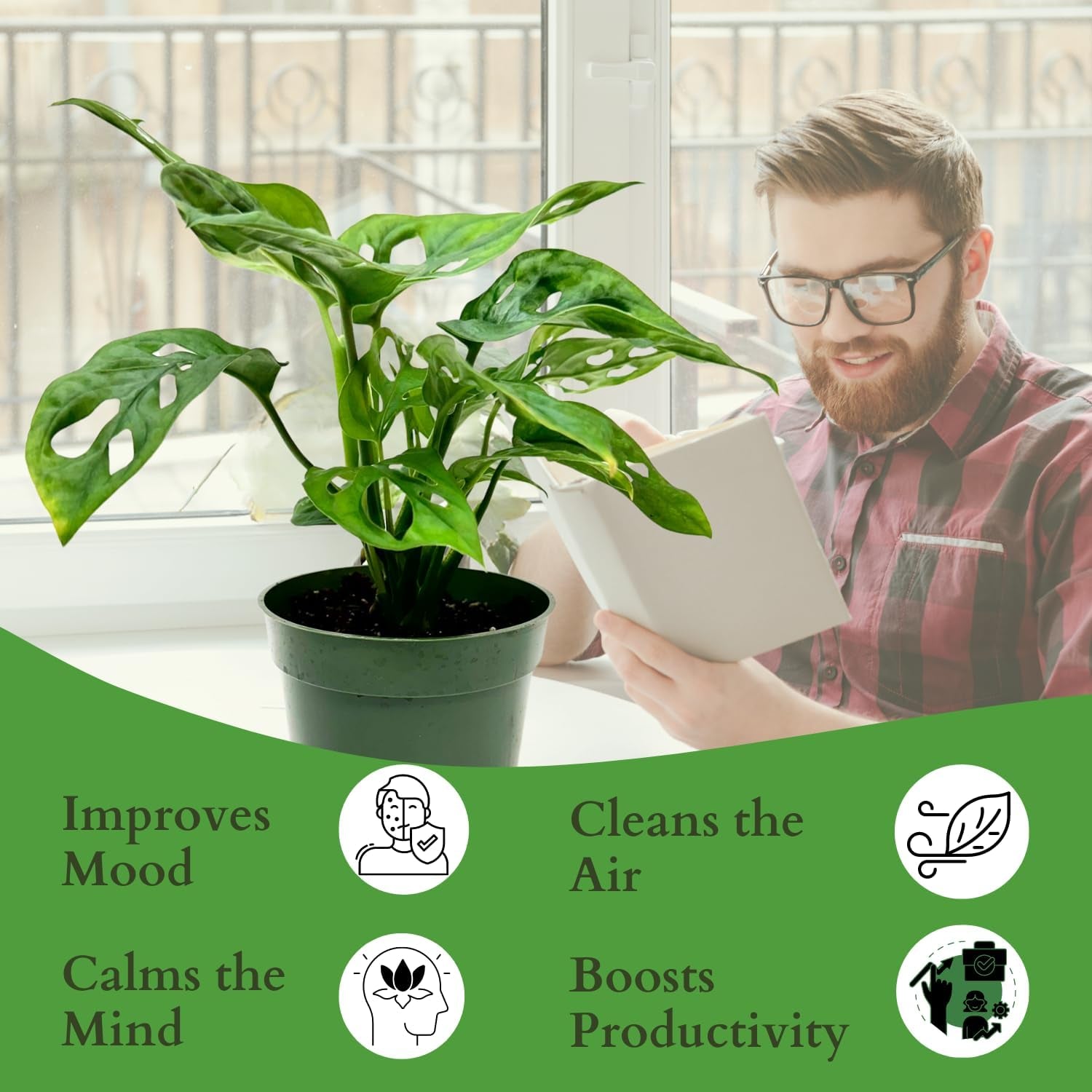 Monstera Adansonii Swiss Cheese Plant Live in 4Inch Pot - Split Leaf Fenestrated Live Indoor Houseplants for Home Office Wedding Decorations & Birthday Gift 
