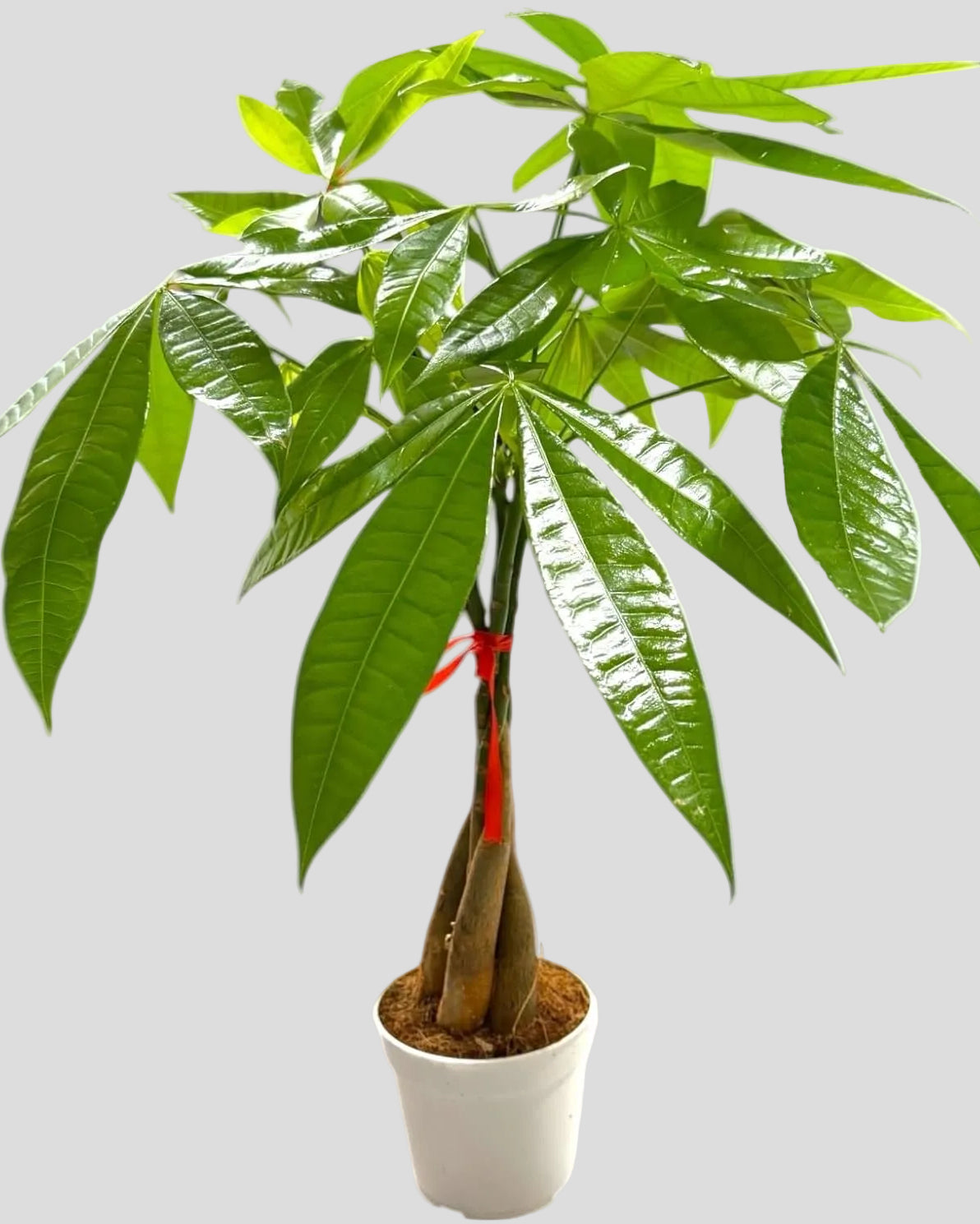 Money Tree Live Plant | 12-16 Inches Tall Bonsai | Easy to Grow Indoor Houseplant | Home, Office, or Room Decor | Birthday, Housewarming Gift in 4 Inch Pot