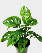 Monstera Adansonii Swiss Cheese Plant Live in 4Inch Pot - Split Leaf Fenestrated Live Indoor Houseplants for Home Office Wedding Decorations & Birthday Gift 