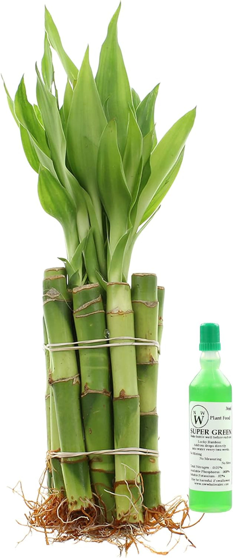 NW Wholesaler - Live Lucky Bamboo 4" Straight Stalks and Bottle of Super Green Fertilizer -, Feng Shui Plant, Indoor Lucky Plant