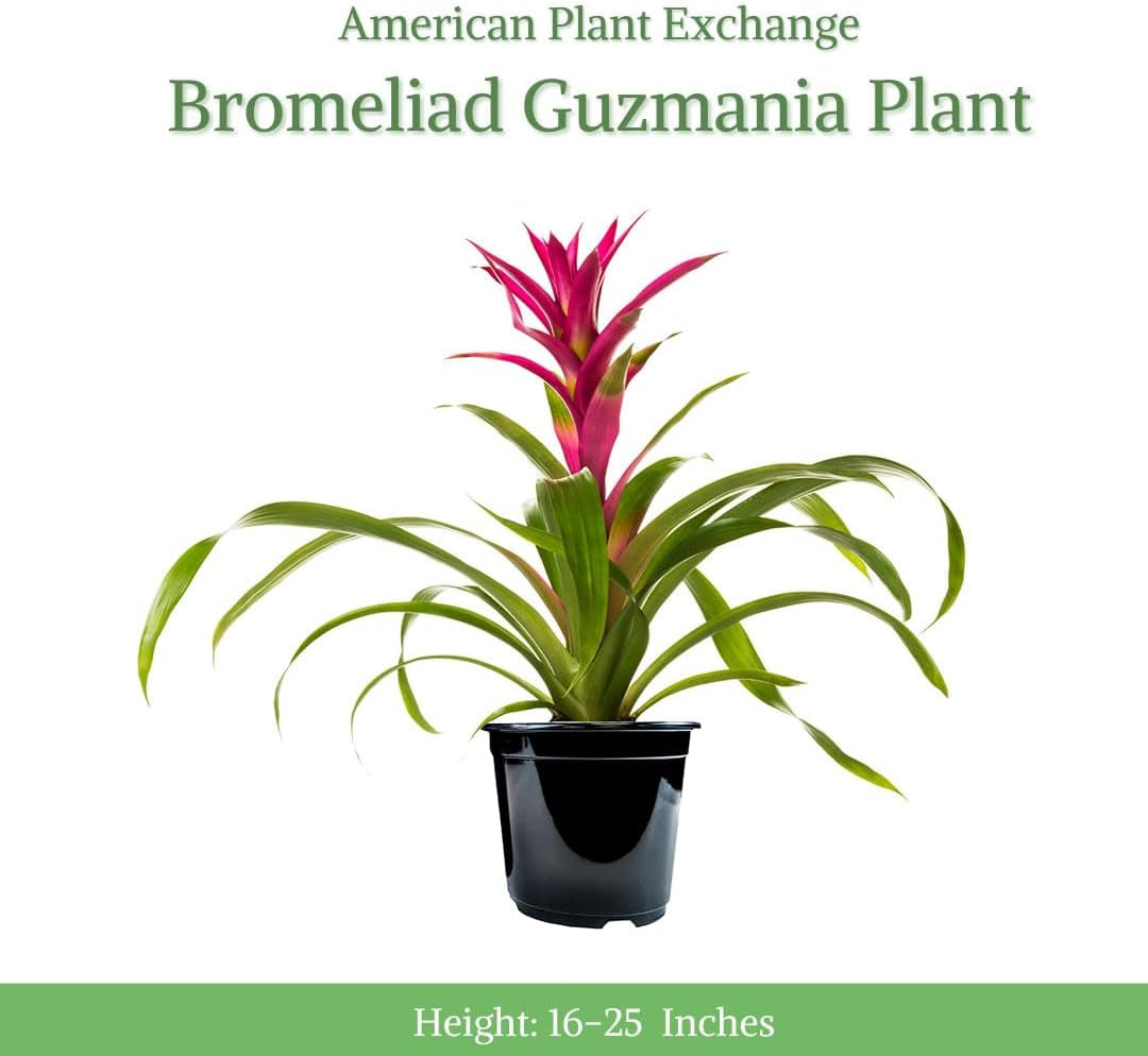 American Plant Exchange Live Bromeliad Guzmania – 6-Inch Pot – Colorful Tropical Houseplant with Bright Long-Lasting Blooms, Easy Care Indoor Plant for Desks, Kitchens, Patios & Home Décor