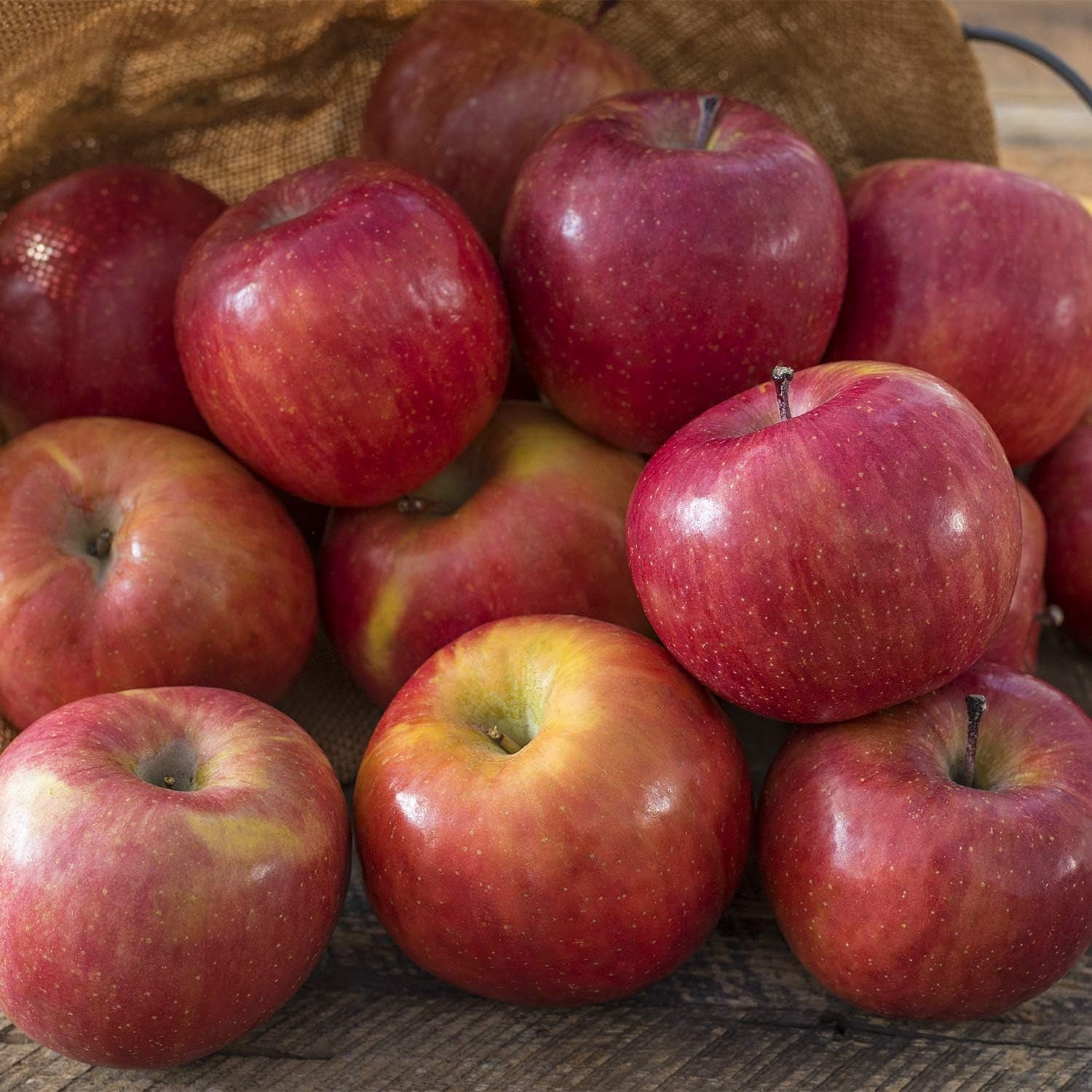 후지사과 모종 Fuji Apple Standard Fruit Tree, Dormant Bare Root Starter Tree