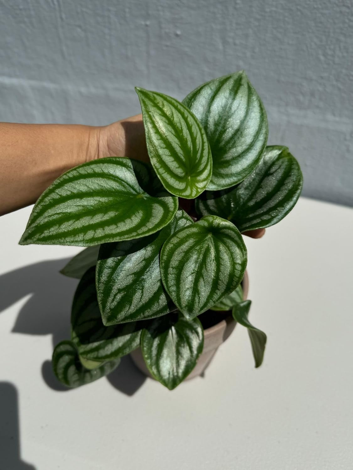 PLANTVERS Watermelon Peperomia in a 4" Grow Pot – Peperomia Argyreia – Indoor Watermelon Plant – Easy Care Air Purifying Houseplant – Low Maintenance Indoor Plant