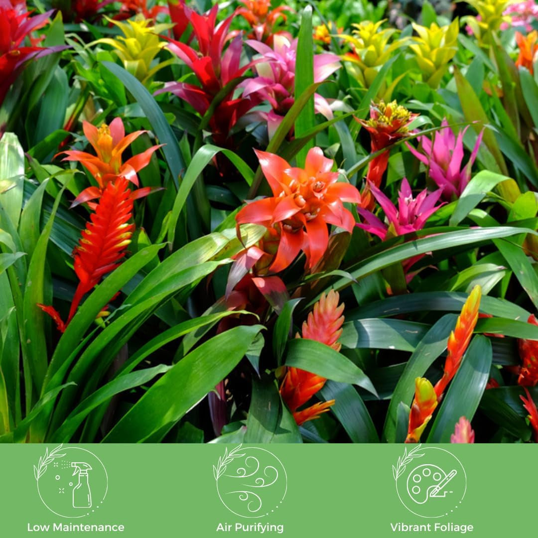 American Plant Exchange Live Bromeliad Guzmania – 6-Inch Pot – Colorful Tropical Houseplant with Bright Long-Lasting Blooms, Easy Care Indoor Plant for Desks, Kitchens, Patios & Home Décor