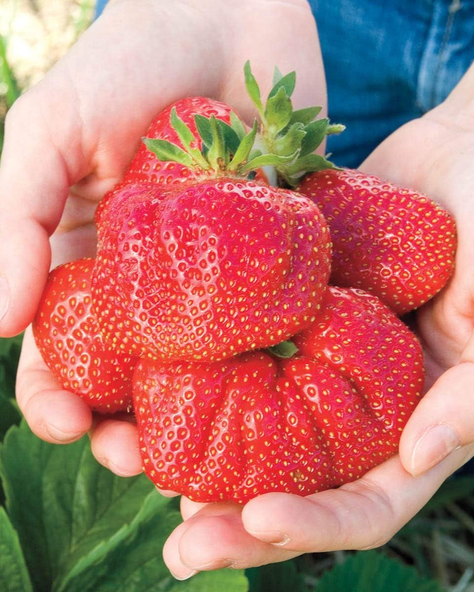 딸기나무 Strawberry Plants - One of the Largest Strawberries You Will Find - Each Offer Includes 10 Bare Root Plants