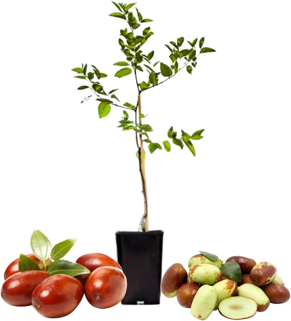 대추나무 Jujube Tree Live Plant, 9 to 14 Inches in Tall Potted Dormant in Winter