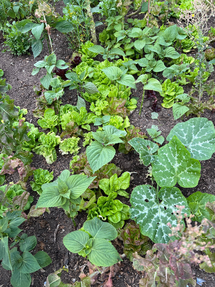 Green Leaf Perilla Seeds