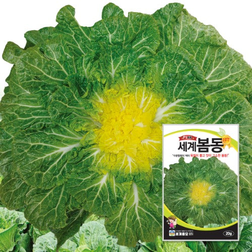 봄동 Chinese cabbage Seeds
