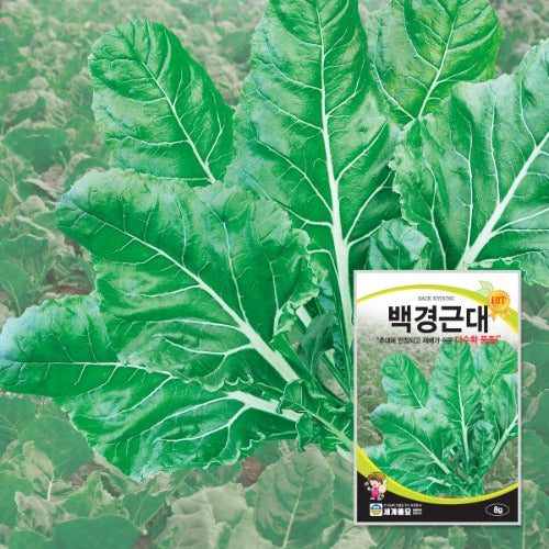 백경근대 Swiss Chard Seeds