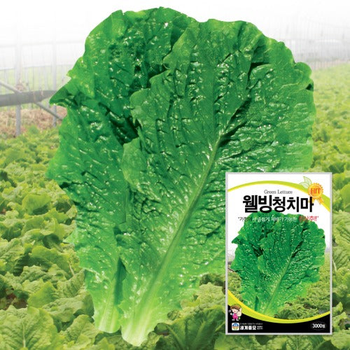 청상추 Green Lettuce Seeds