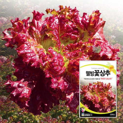 꽃상추 선홍적축면 Flower Lettuce Seeds