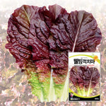 상추 적치마 씨앗 Leaf purple Lettuce Seeds