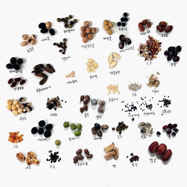 도라지 Balloon flower Seeds